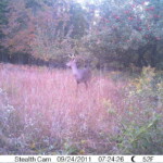 Stealth Cam Buck Day View