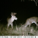 Stealth Cam Bucks