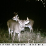 Stealth Cam Bucks -2